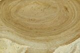 Polished Devonian Domal Stromatolite Slab - Russia #365086-1